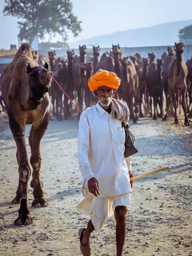 Pushkar Camel Fair: Rajasthan’s Cultural Extravaganza