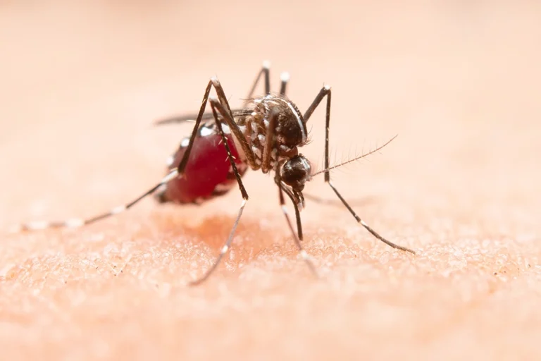 Unraveling the Genetics Behind Dengue Fever: A Journey into the Microscopic Battlefield d 1