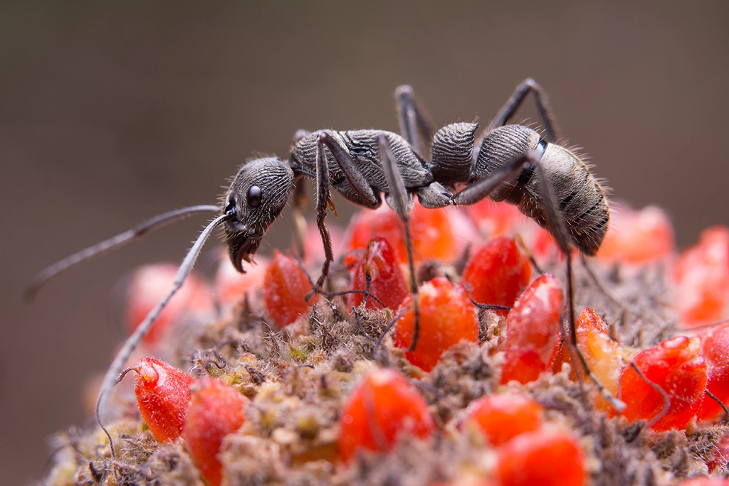 The Genetics of Dengue Fever