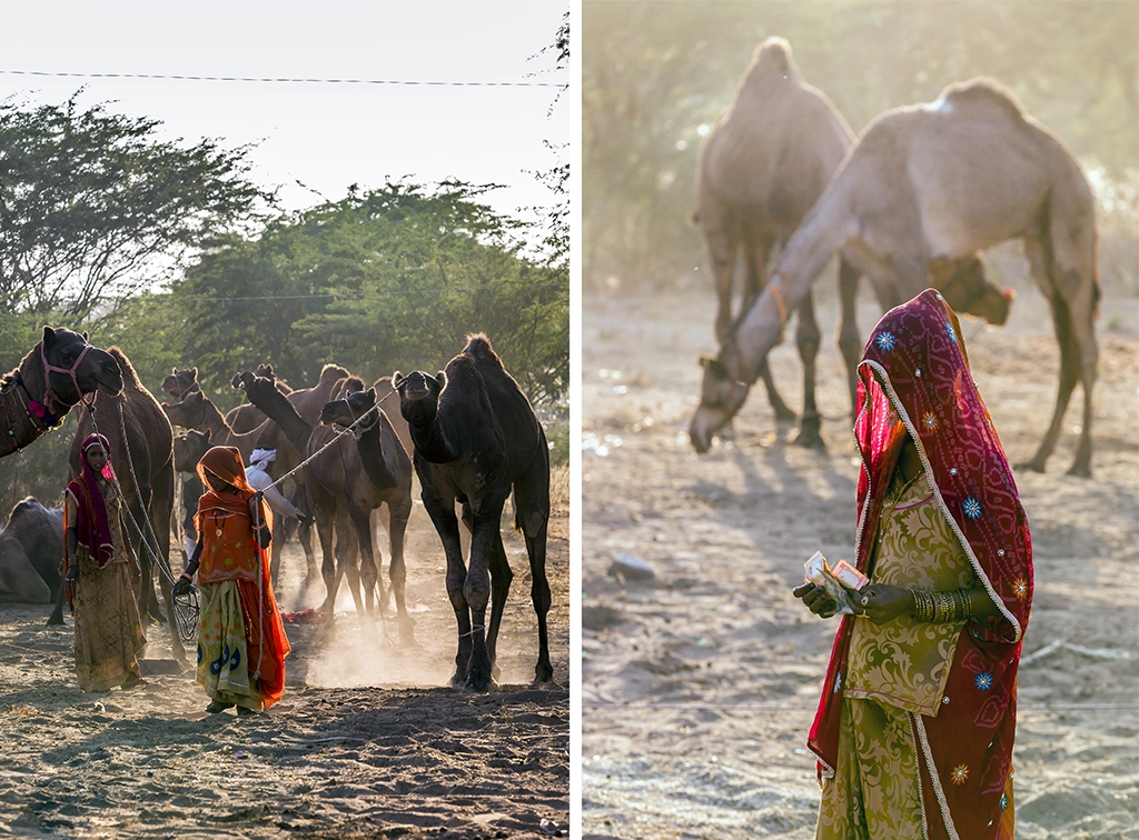 camel trading