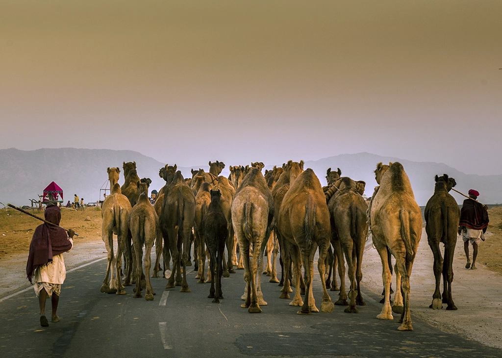 camels reaching pushkar camel fair