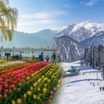 Best time to visit Kashmir showing tulip season in Srinagar and snowfall season in Gulmarg.