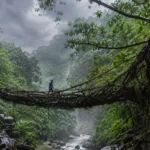 Living root bridge Meghalaya in monsoon rain representing the dramatic beauty of Meghalaya monsoon travel