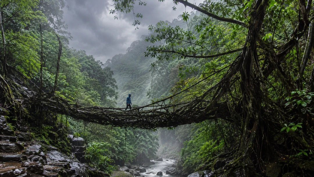 Living root bridge Meghalaya in monsoon rain representing the dramatic beauty of Meghalaya monsoon travel