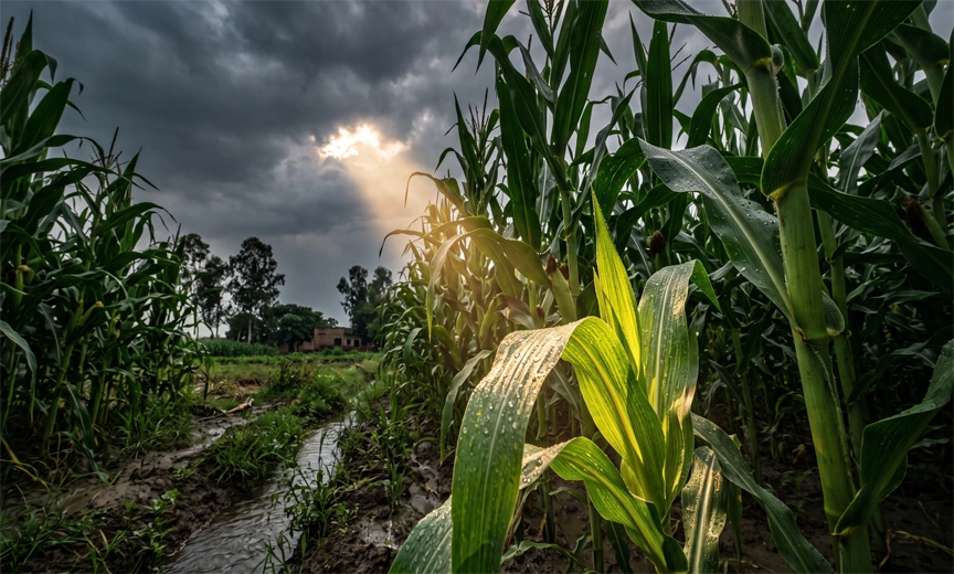 Crop diversification toward maize offers one path out of Punjab's groundwater crisis