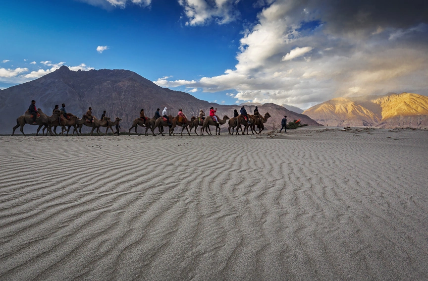 Tourists enjoying camel ride at Nubra Valley Ladakh, India
